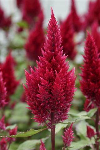 photo of flower to be used as: Pot Celosia plumosa Sunday Wine Red