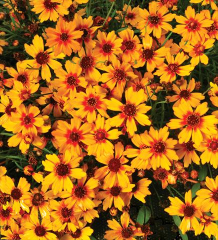 photo of flower to be used as: Pot and bedding Coreopsis grandiflora Pumpkin Pie