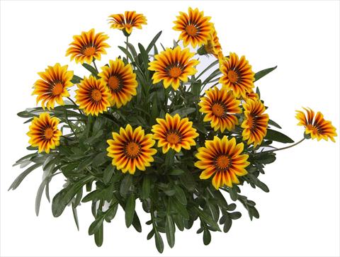 photo of flower to be used as: Bedding / border plant Gazania rigens New Magic