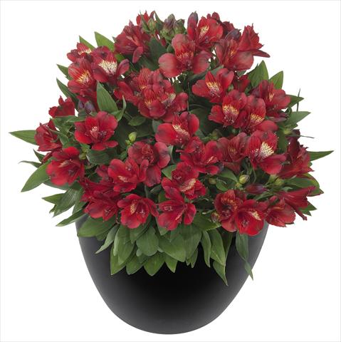 Foto fiore da  Vaso e aiola Alstroemeria Inticancha® Doba