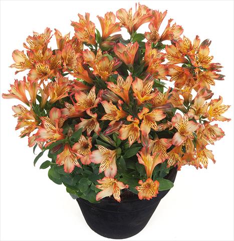 Foto fiore da  Vaso e aiola Alstroemeria Inticancha® Brice