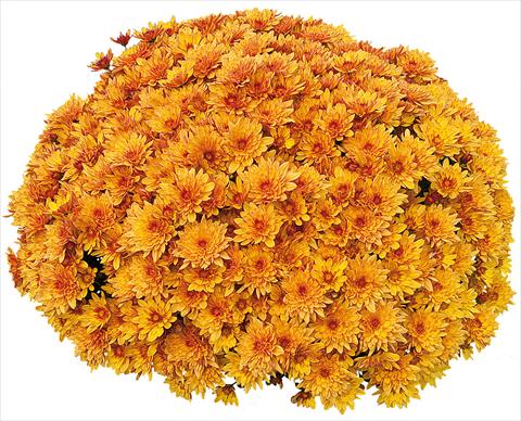Foto fiore da  Vaso e aiola Chrysanthemum Pasoa® Miel