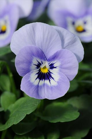 Foto fiore da  Vaso, aiuola, balcone, basket Viola cornuta Sorbet™ XP Marina