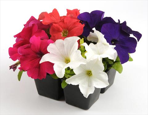 Foto fiore da  Vaso, aiuola, balcone, basket Petunia grandiflora Ez Rider Chopper Mixture