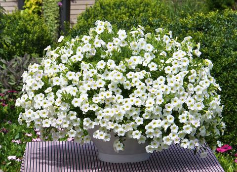 Foto fiore da  Vaso, aiuola, balcone, basket Calibrachoa MiniFamous® Compact White