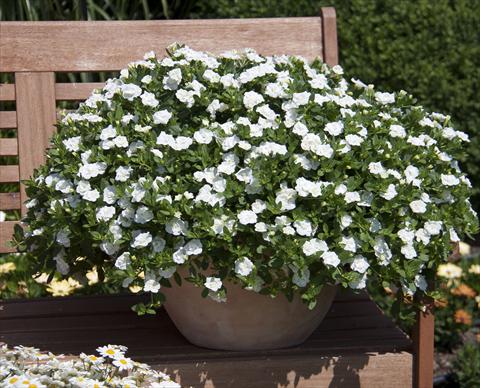 Foto fiore da  Vaso, aiuola, balcone, basket Calibrachoa MiniFamous® Double White