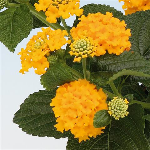 photo of flower to be used as: Pot and bedding Lantana camara Tropic Pineapple