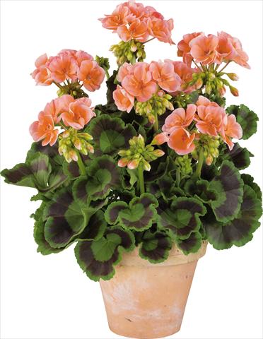 Foto fiore da  Vaso, aiuola, balcone Pelargonium zonale Power Gen® Trend Salmon