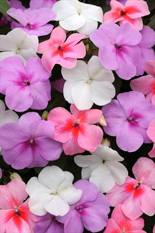 Foto fiore da  Vaso e aiola Impatiens walleriana Impreza™ Water Color Mixture