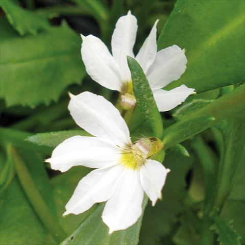 photo of flower to be used as: Pot, patio, basket Scaevola aemula Euphoria Compact White®