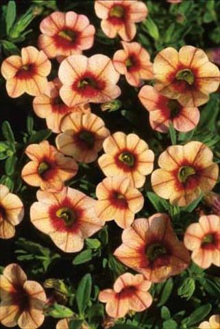 Foto fiore da  Vaso, balcone, basket Calibrachoa MiniFamous® Apricot Eye evol.