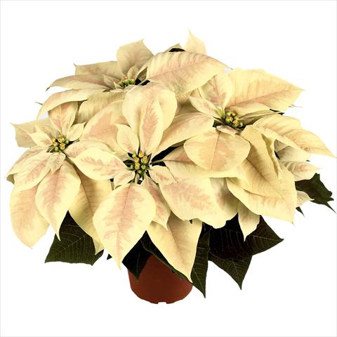 Foto fiore da  Vaso Poinsettia - Euphorbia pulcherrima RED FOX Premium Marble