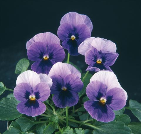 Foto fiore da  Vaso e aiola Viola wittrockiana Pandora Beacon Blue